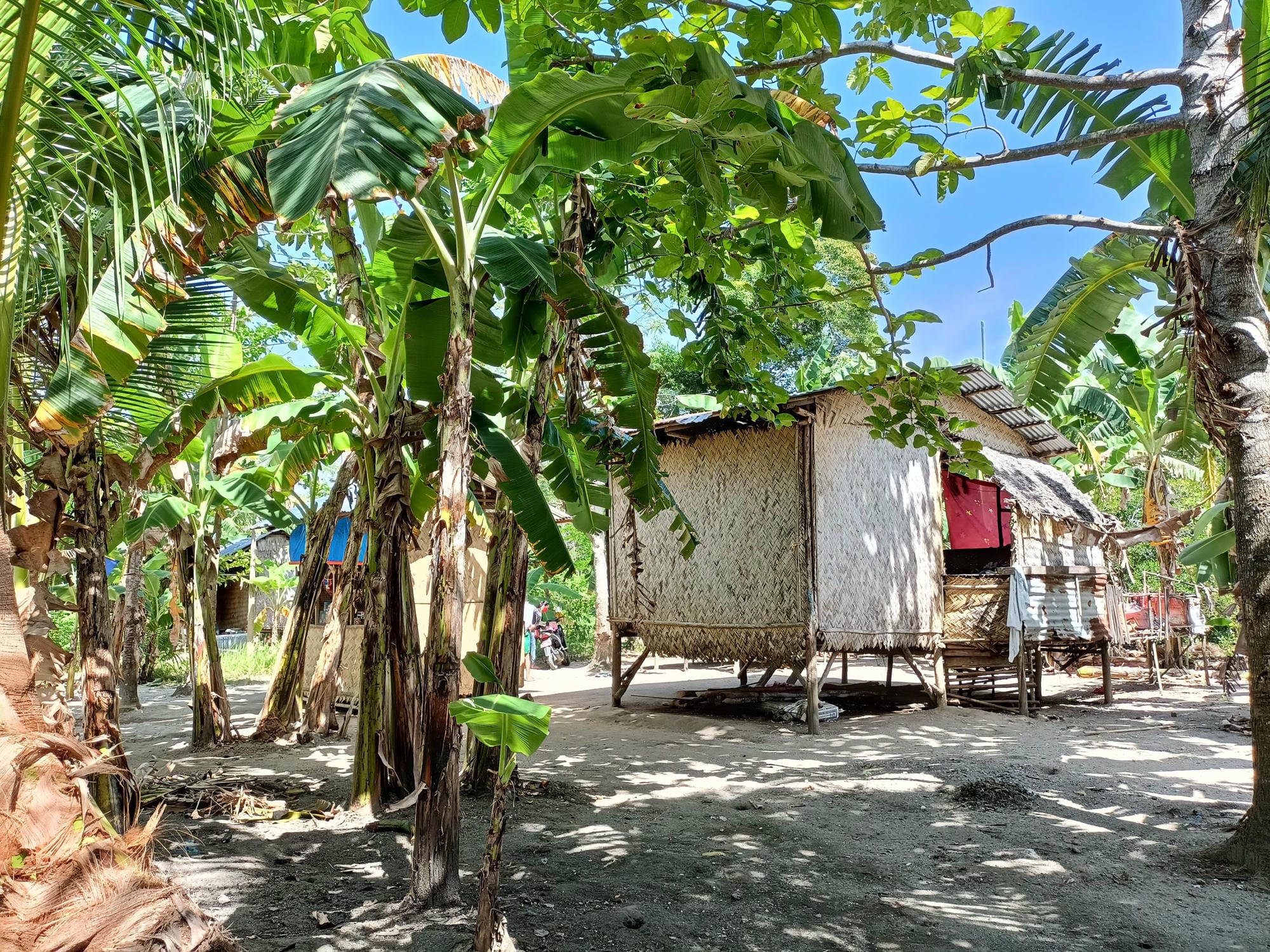 This image has an empty alt attribute; its file name is Banana-Tree_Planted-beside-the-house-of-family-scaled.jpg