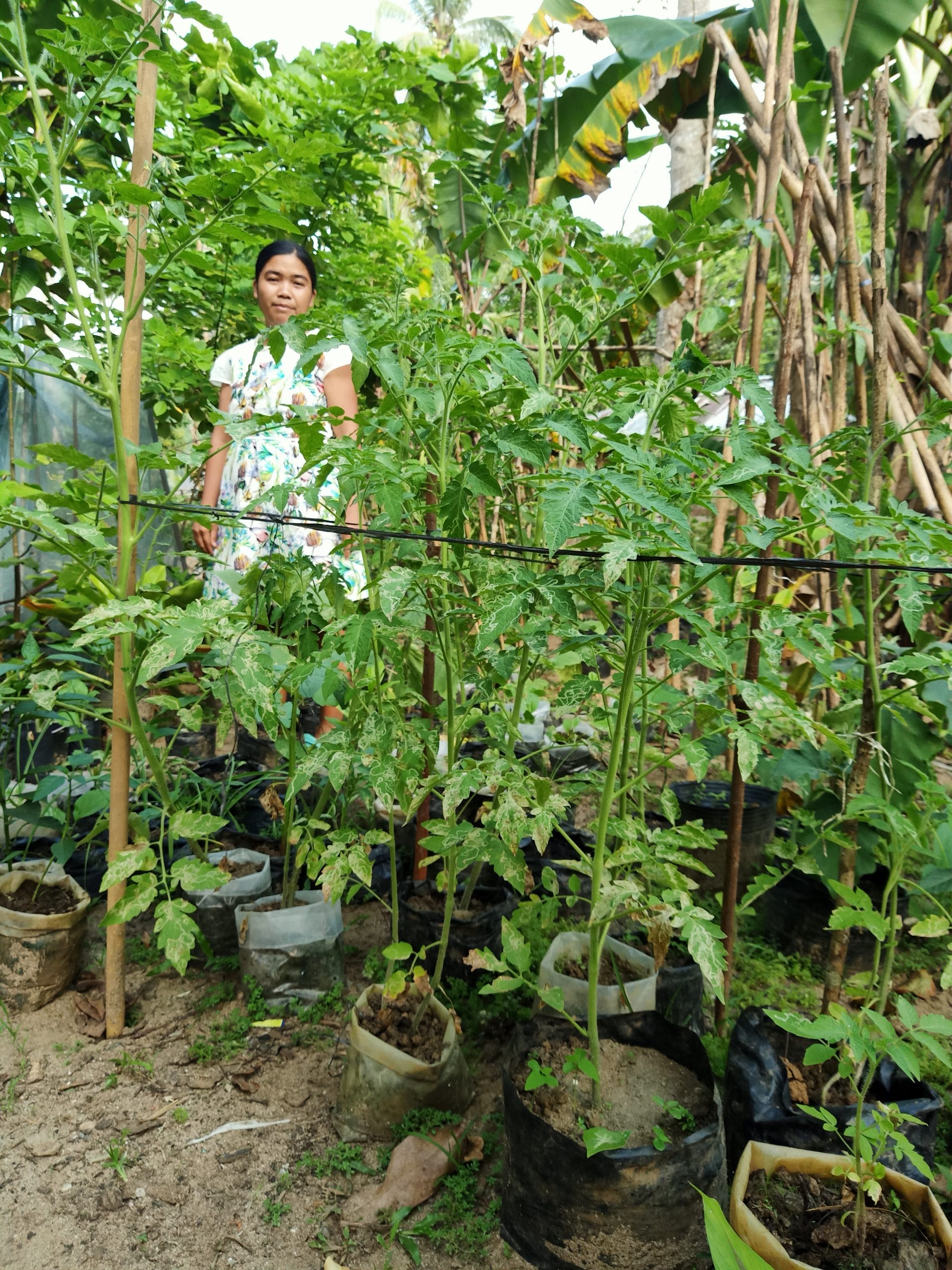 Bernalyn’s vegetable garden