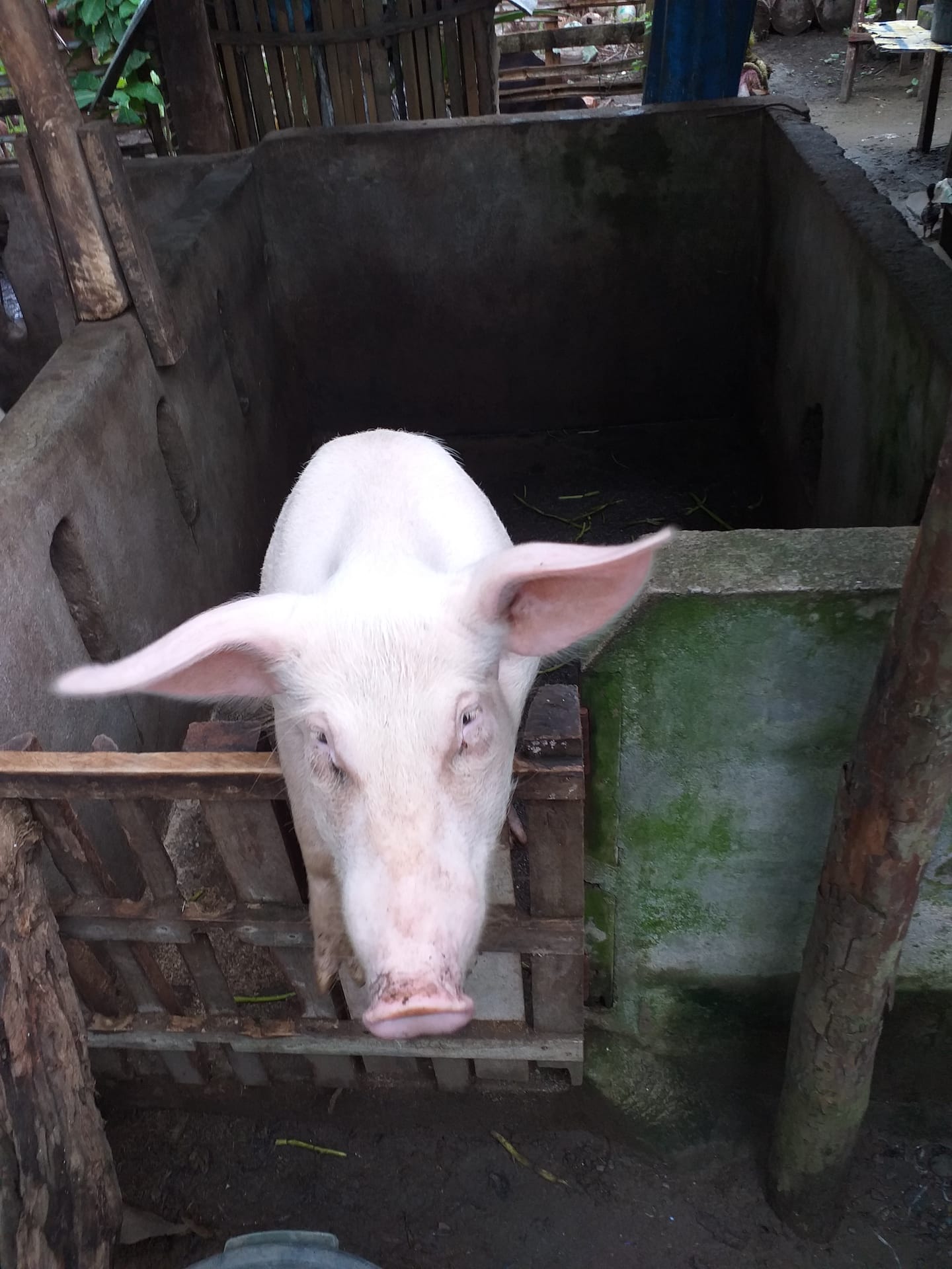 Using a loan from her savings group, Janice was able to buy pigs