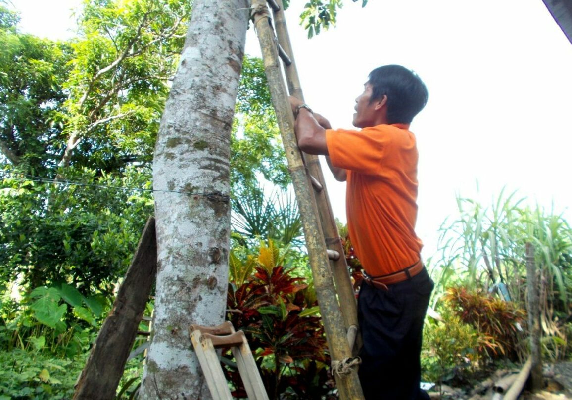 150811-24_Jobert-Tayo_Climbing-the-tree_1-1