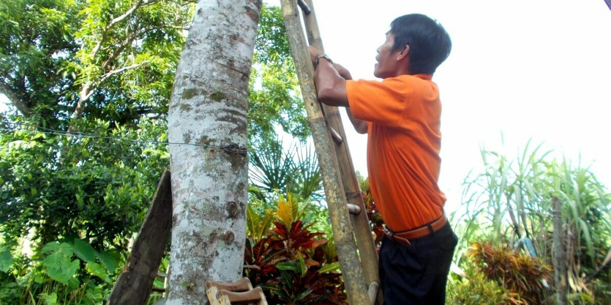150811-24_Jobert-Tayo_Climbing-the-tree_1-1