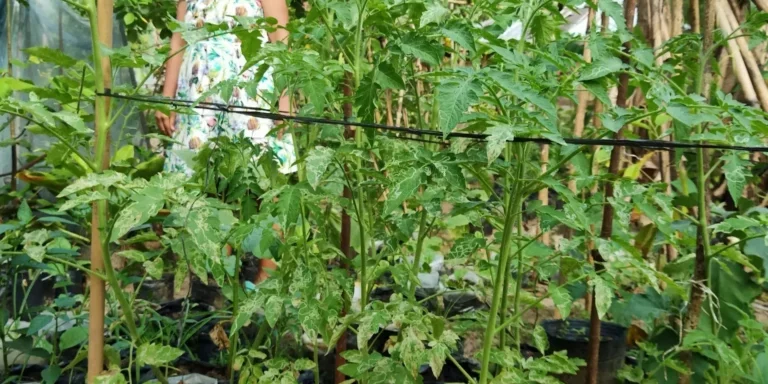 Bernalyns-vegetable-garden-scaled-1