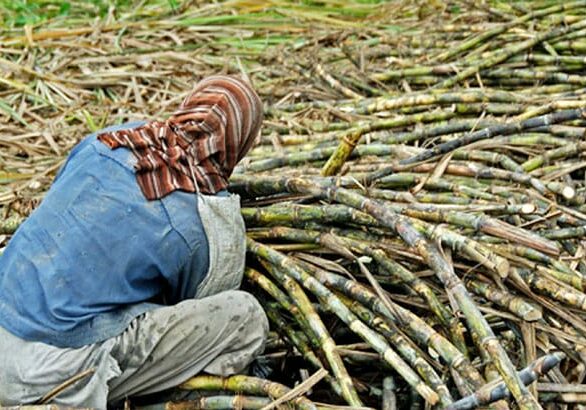 Sugar-cane-Farming