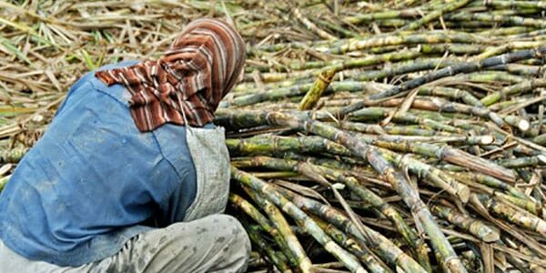 Sugar-cane-Farming
